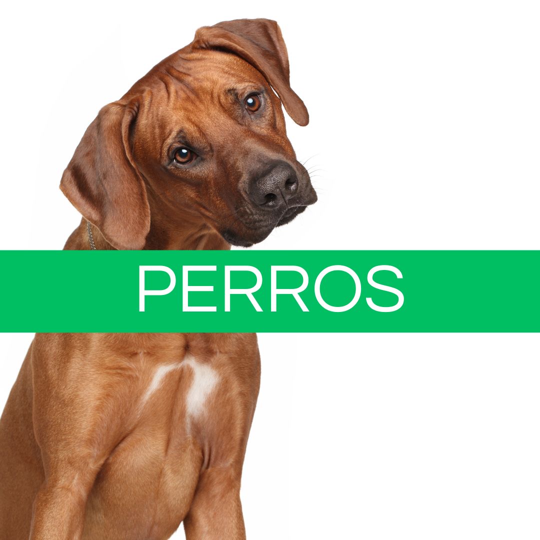 Perros