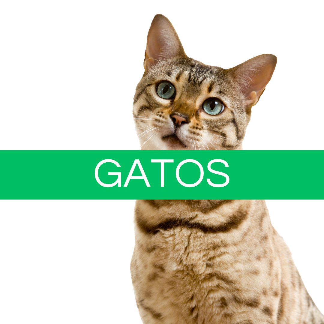 Gatos